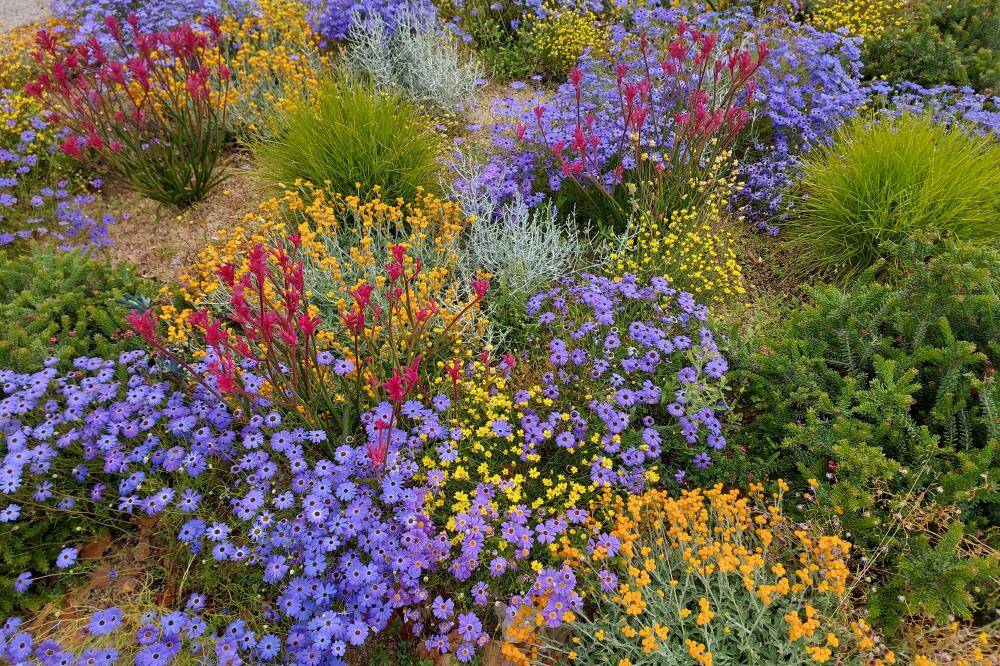 Wild flowers growing in one of the botanic gardens in Kings Park 