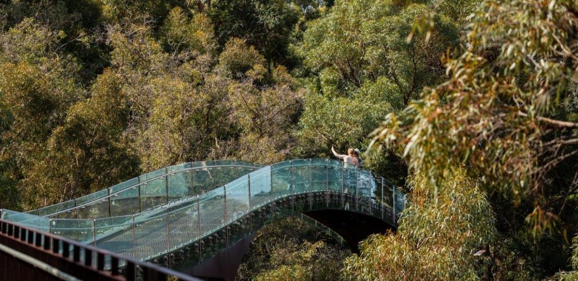 The Lotterywest Federation treetop Walkway in Kings Park