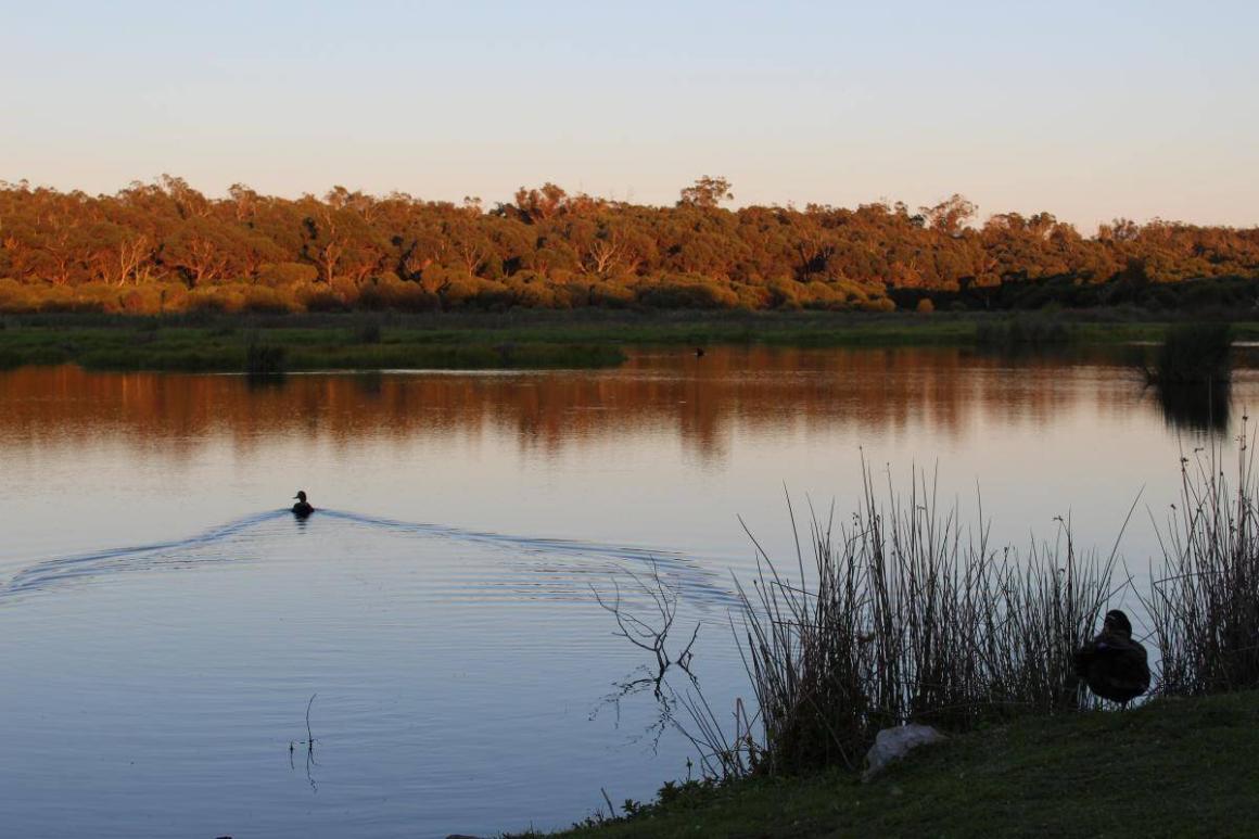 A wide shot of the lake at the Yanchep National Park with a duck on it