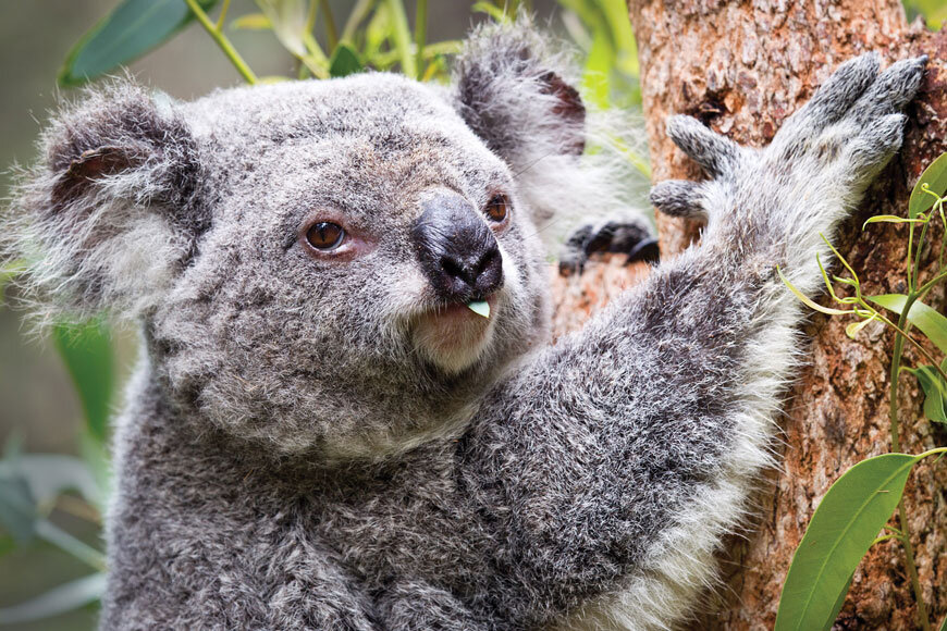 A koala holding on to a tree at Perth Zoo