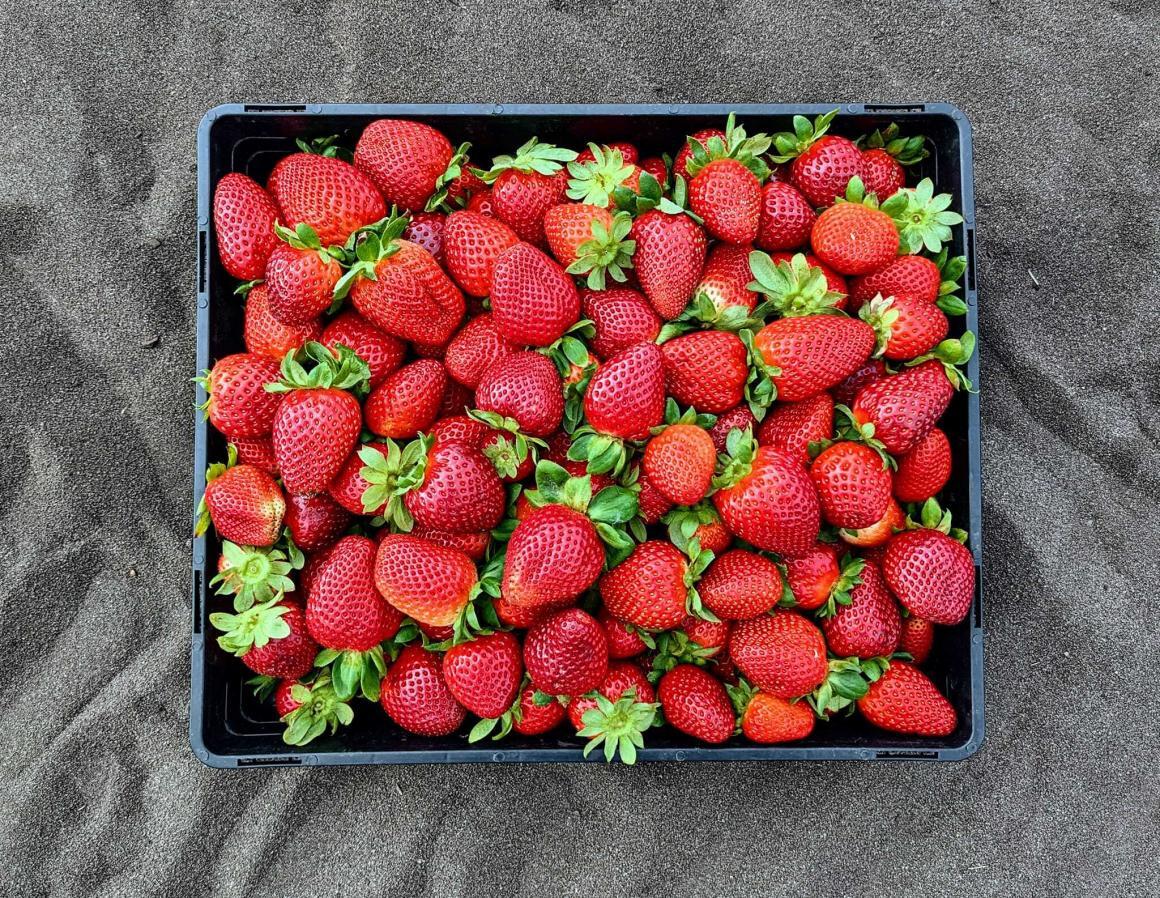 Strawberries in a strawberry box after being picked at one of Perth's strawberry picking farms