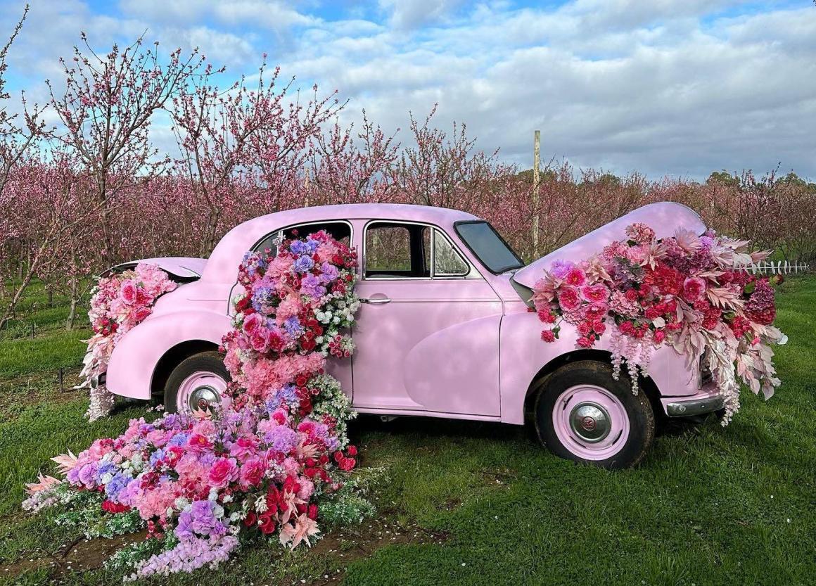A pink old fashioned car decorated in blossom flowers for a photo prop in this years blossom festival at S & R Orchard