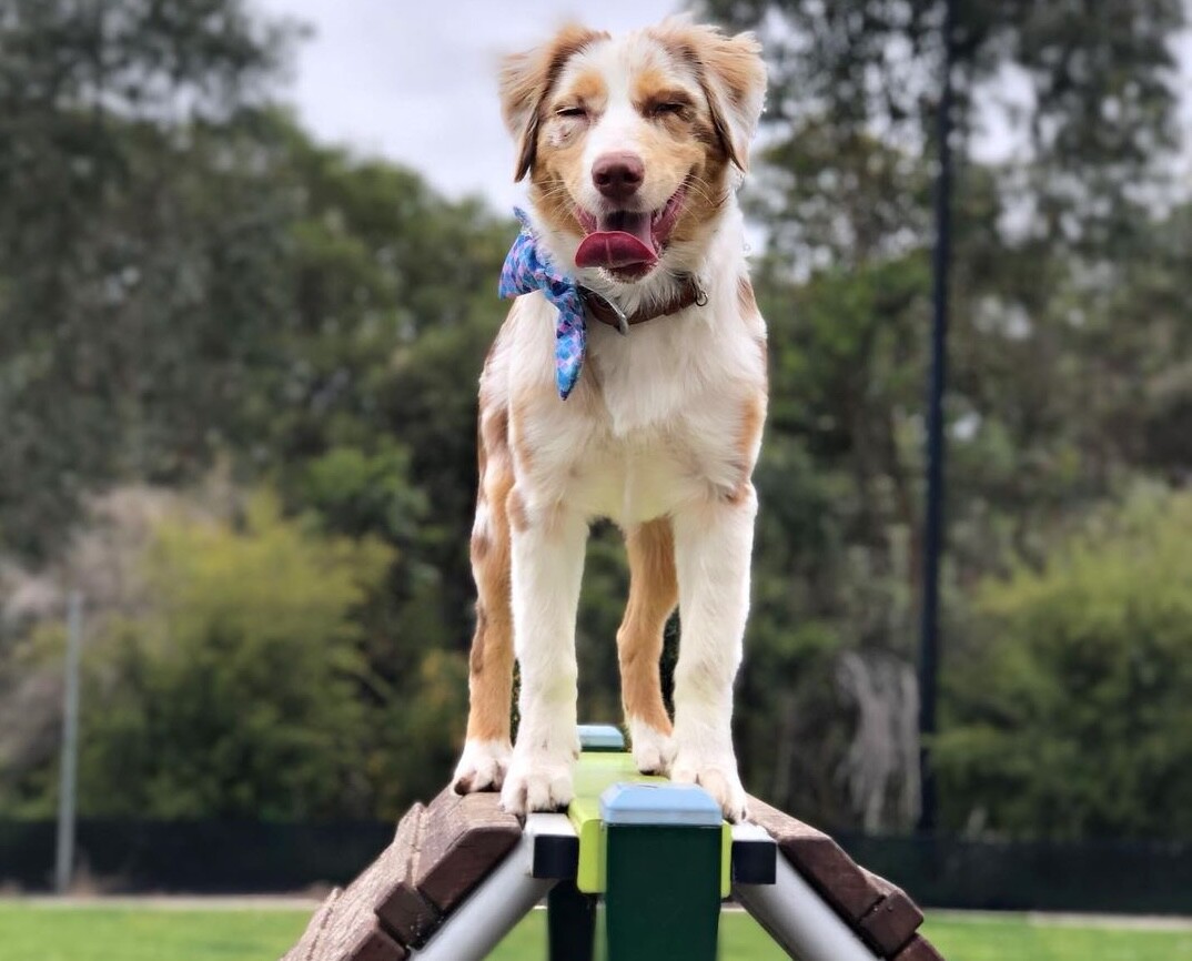 An Aussie shepherd dog standing on an agility ramp at Aveley Dog Park one of the 10 Best Off-Leash Dog Activities in Perth!