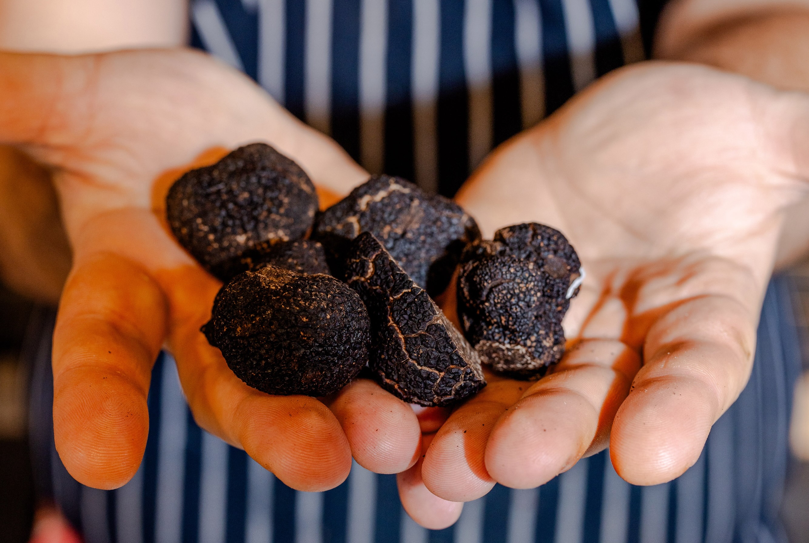 A chef at Cosy Del's holds a handful of truffles during the five-course truffle dinner