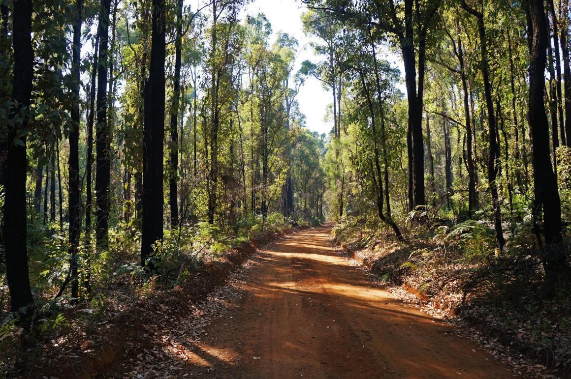 A wide shot of the King Jarrah walking trail. One of the best dog friendly trails.