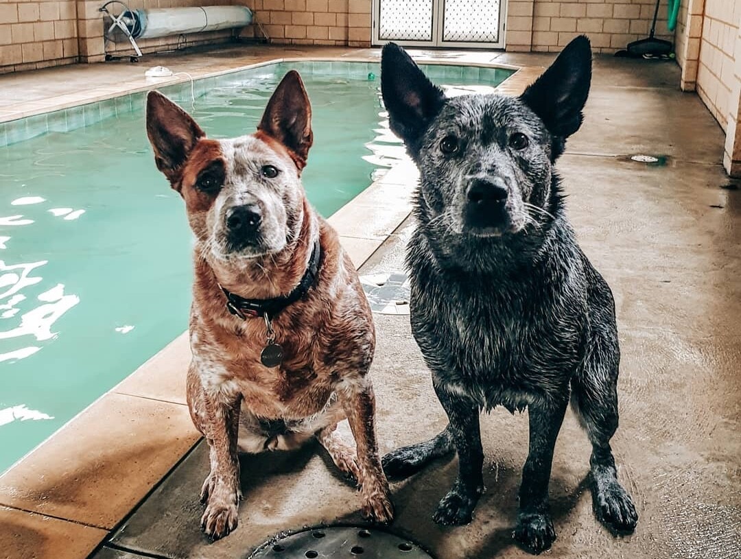 Two sheep dogs by the Fur Kidz Resort swimming pool one of the 10 Best Off-Leash Dog Activities in Perth!