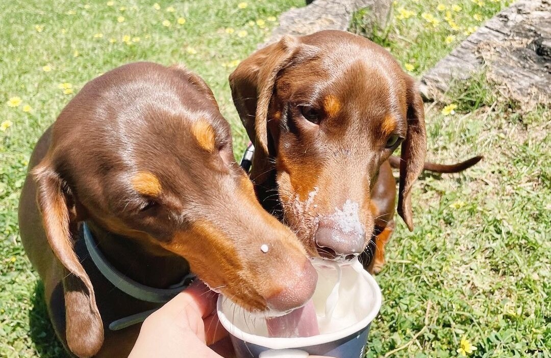 Two sausage dogs drinking a pup cup at Inglewood Dog Park one of the 10 Best Off-Leash Dog Activities in Perth!