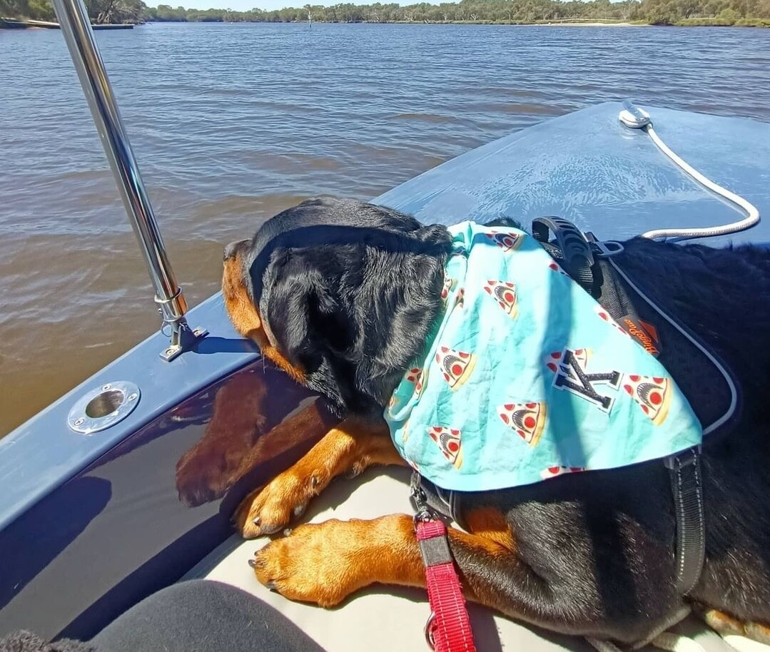A rottweiler dog lays on a Nauti Picnics boat, one of the 10 Best Off-Leash Dog Activities in Perth!