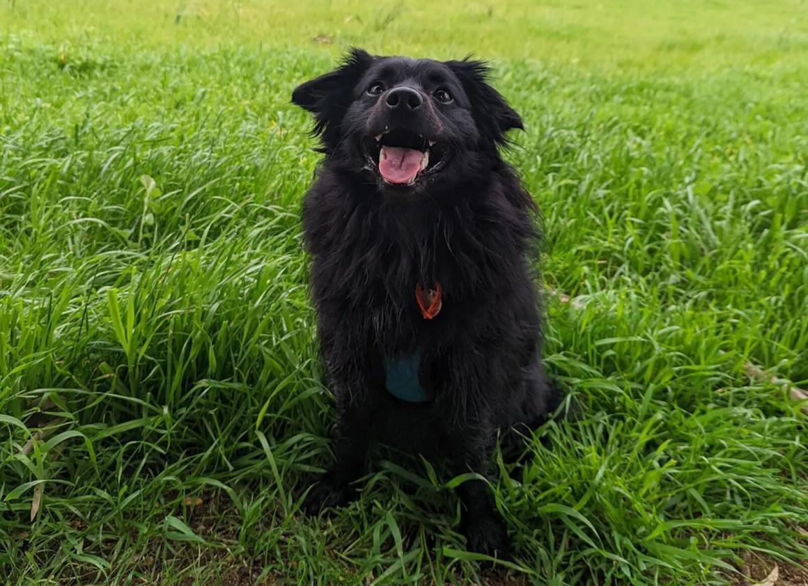 A black fluffy dog in a paddock at Paddock Play one of the 10 Best Off-Leash Dog Activities in Perth!