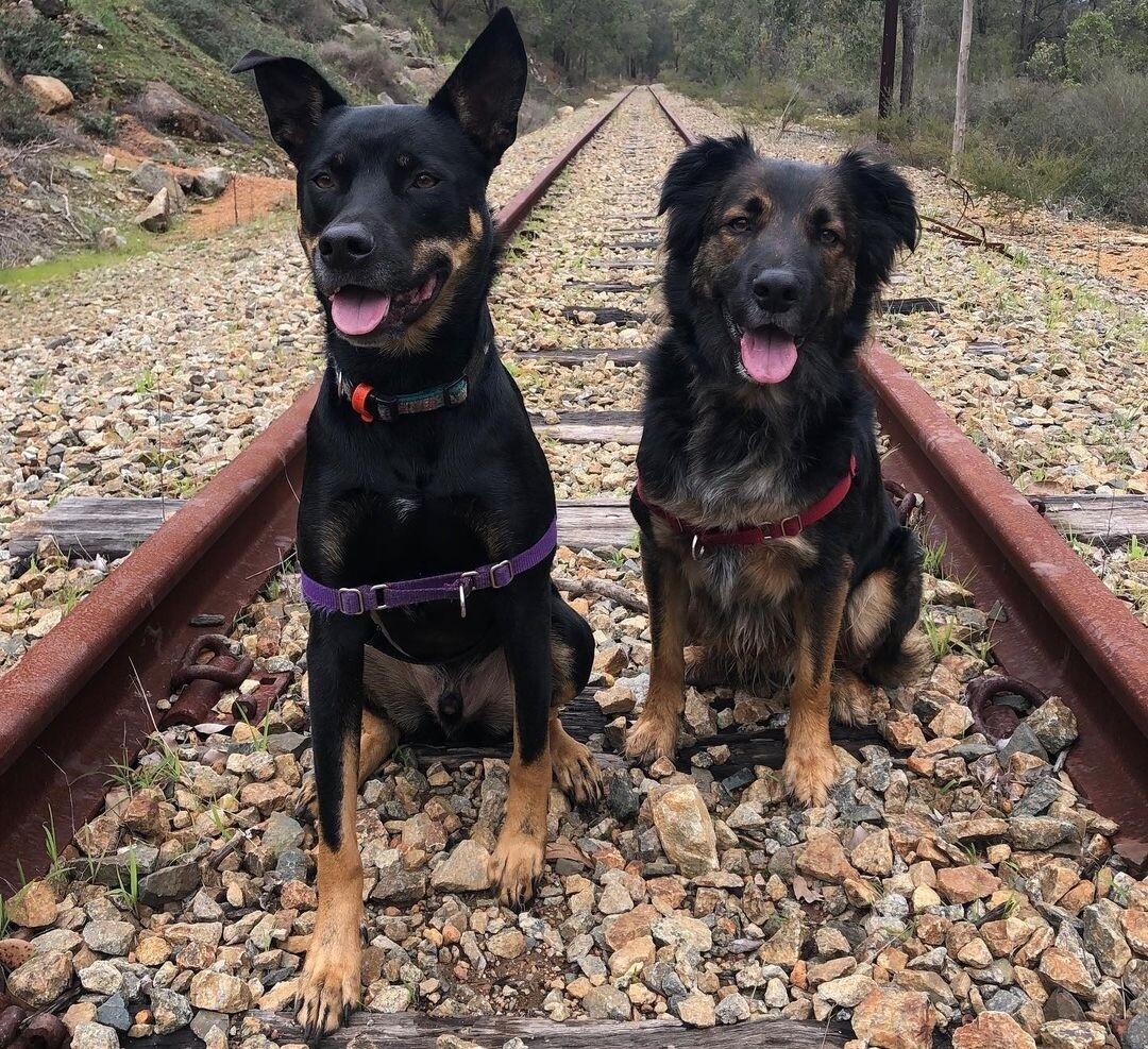 Two dogs standing on railway tracks at 1872 Heritage Railway Trails. One of the best dog friendly walking trails in Perth and WA
