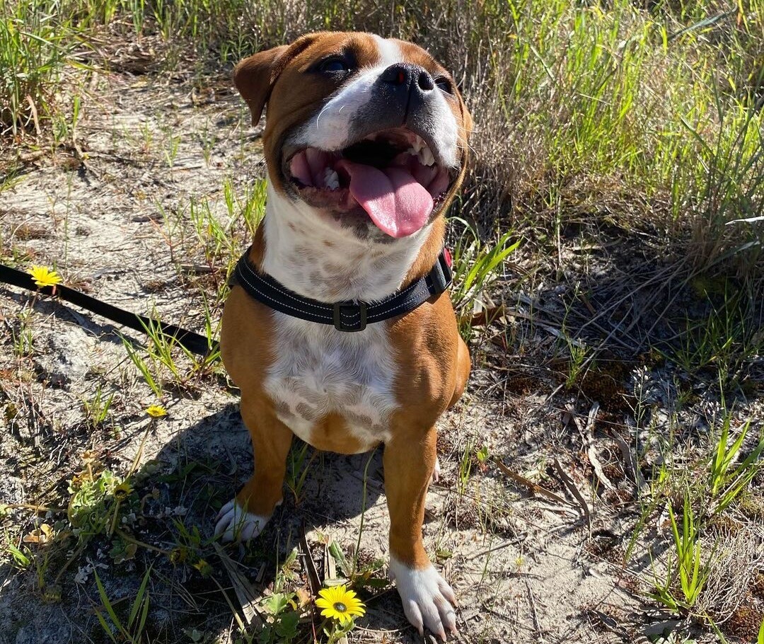 A staffy dog smiling on the Zamia Trail. One of the best walking trails in Perth and WA.