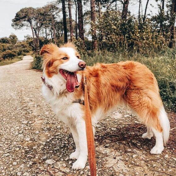 Lily the border collie on the zamia trail walk. One of the best dog friendly walking trails in Perth and WA