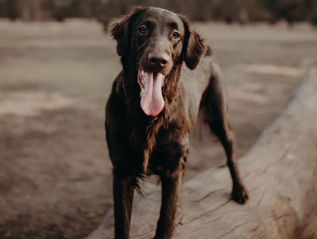 A flat coated retriever dog at Wookie Dogs Playground one of the 10 Best Off-Leash Dog Activities in Perth!