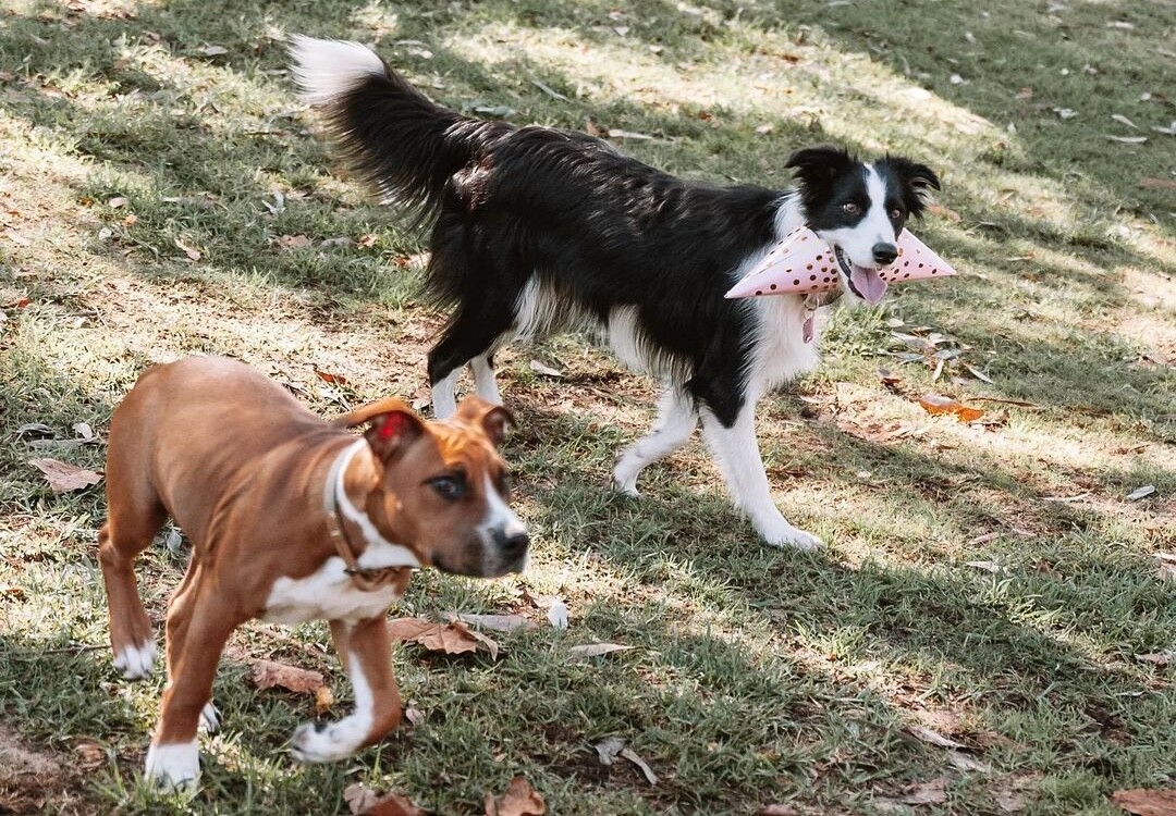 Two dogs enjoying Carine Regional Park Dog Park one of the 10 Best Off-Leash Dog Activities in Perth!