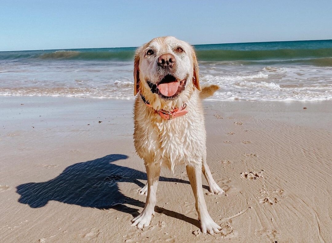 A labrador dog standing on Quinns Rocks Dog Beach one of the 10 Best Off-Leash Dog Activities in Perth!