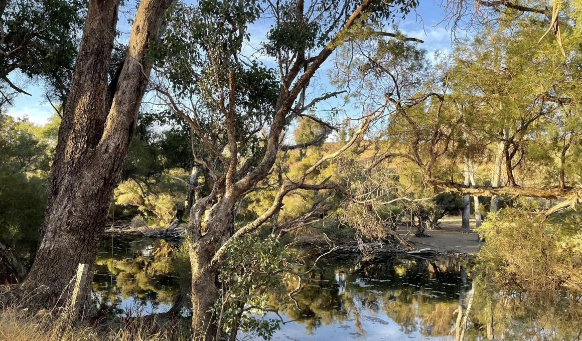 A landscape photo of Ranford Pool showing the water. This is along one of Perth's best dog friendly walking trails