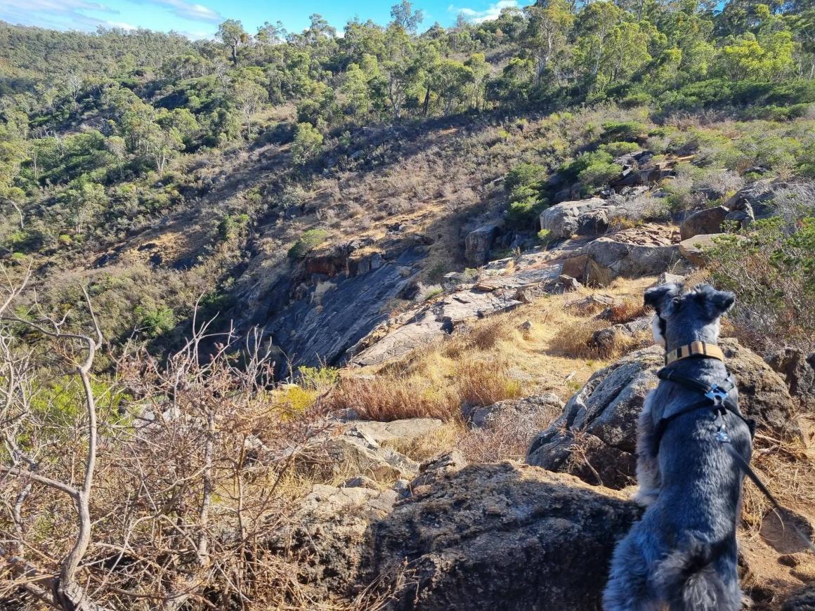 A dog looks over Sixty Foot Falls at Ellis Brook. One of the best dog friendly walking trails in Perth or WA