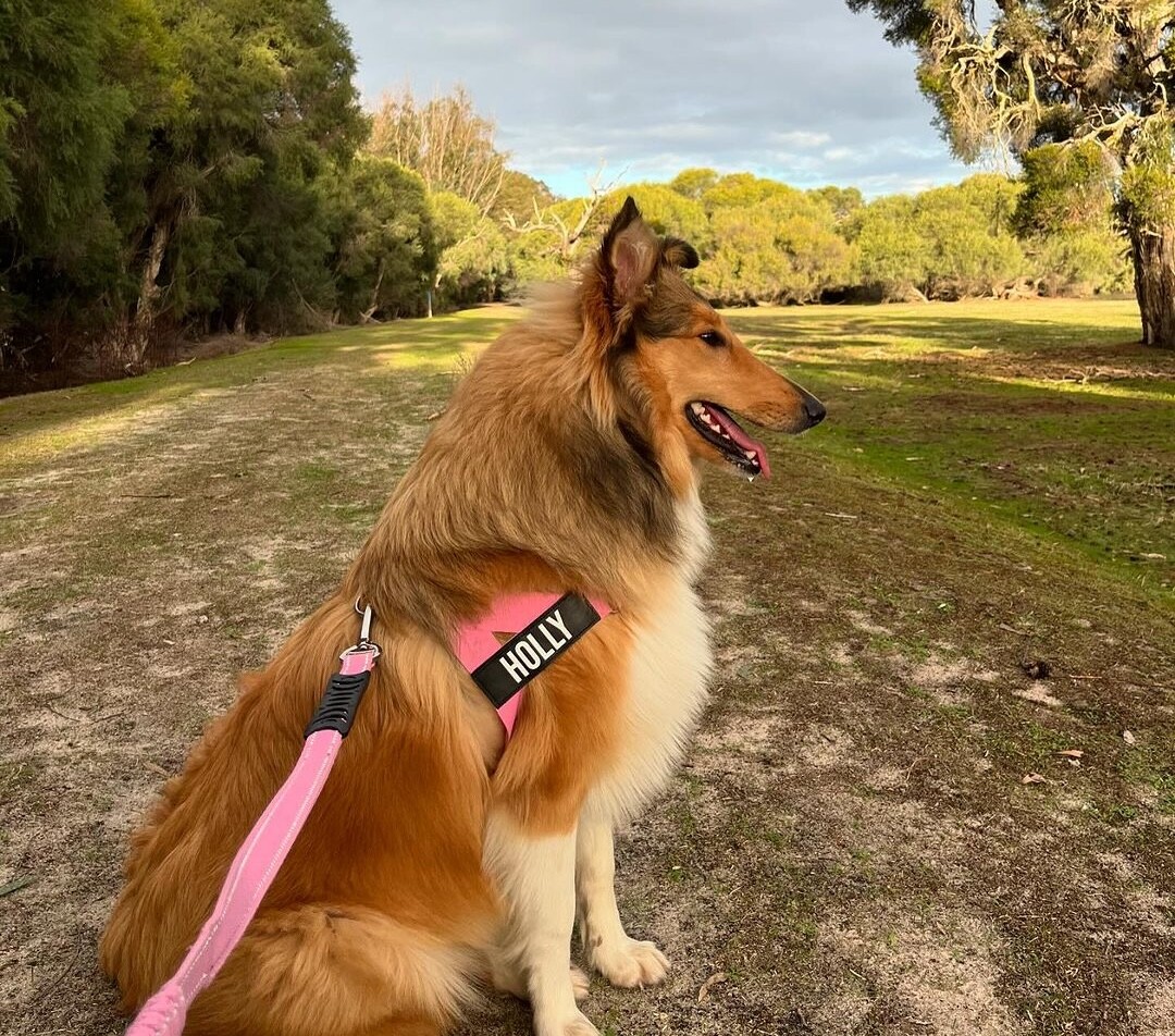A rough collie dog on leash at Whiteman Dog Park, one of the 10 Best Off-Leash Dog Activities in Perth!