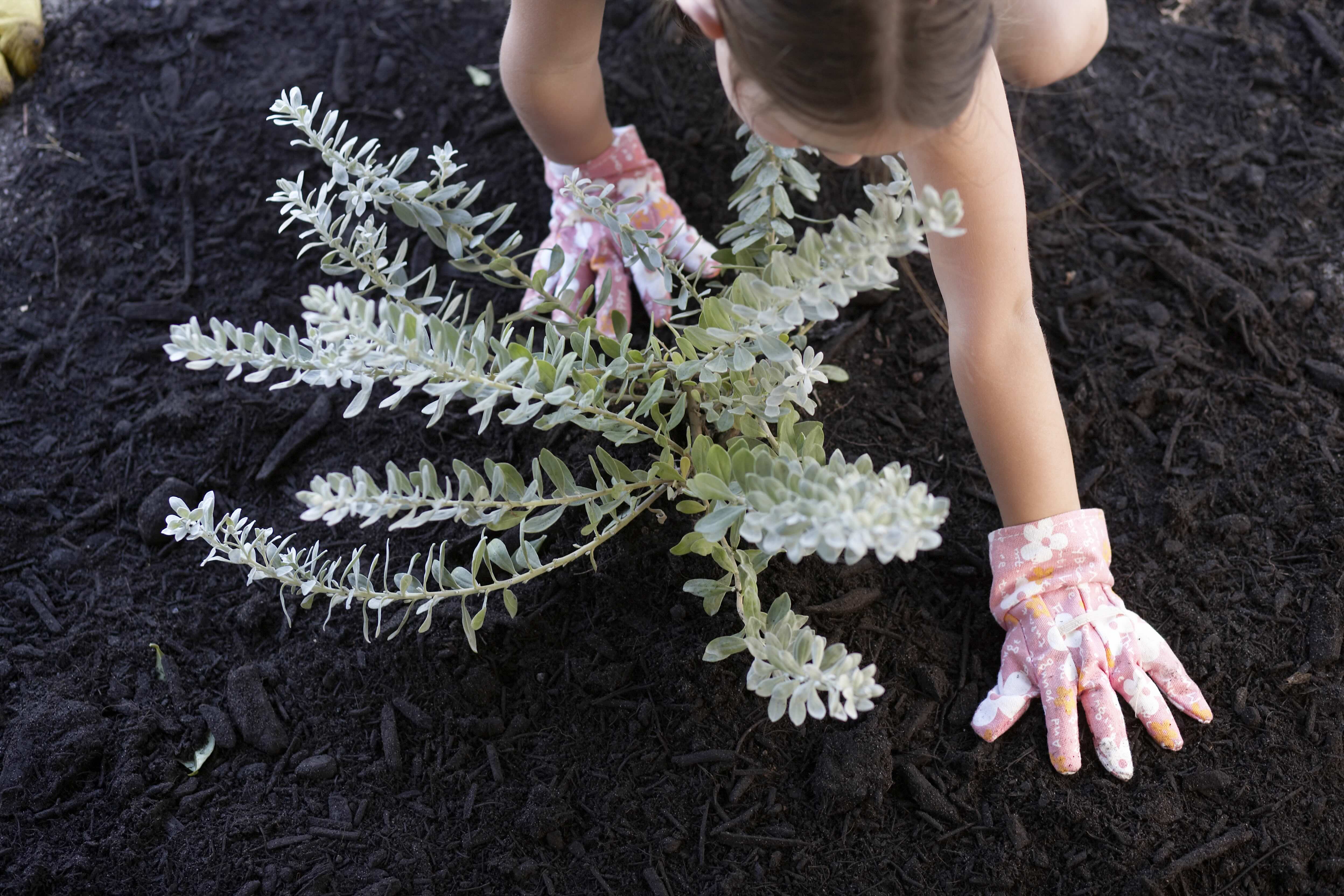A girl planting a native tree in a garden in Perth, as part of the Winter Sprinkler Switch-off by Water Corporation