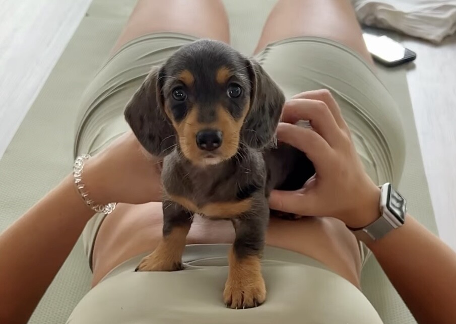 A puppy sitting on a woman's stomach during puppy yoga, one of the fun exercise classes to try in Perth